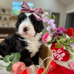 Purple collar - Black and white female Bernedoodle puppy in Indiahoma, Oklahoma from Farm Fresh Doodles