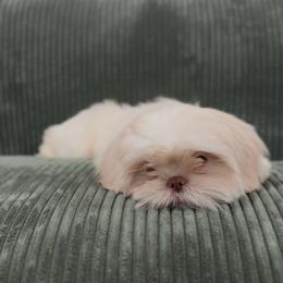 Cicada Wing NEEDS HOME ASAP - White male Shih Tzu puppy in Cedar Hill, Texas from Puppy Paper House