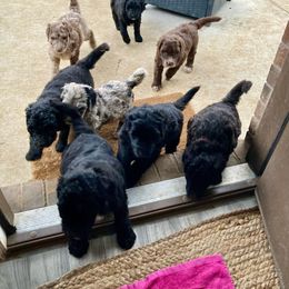 Goldendoodle, Labradoodle, and Sheepadoodle Puppies from The Parrish Doods