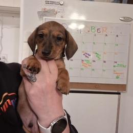 Yellow Collar - Red male Dachshund puppy in La Pine, Oregon from RoseDox Dachshunds