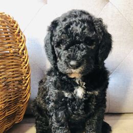 Bernedoodle and Goldendoodle Puppies from Rockbridge  puppies