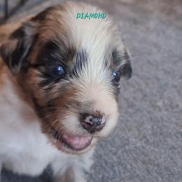 DIAMOND- bmf1 - Blue merle female Australian Shepherd puppy in Salem, Arkansas from Patchwork Kennels