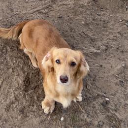 Mini - Dachshund