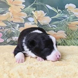 Charon - Black and white female Border Collie puppy in Avilla, Indiana from Borderline Kennels