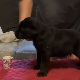 Green collar - Black male Labrador Retriever puppy in Cullman, Alabama from Chara’ Labradors