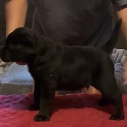 Green collar - Black male Labrador Retriever puppy in Cullman, Alabama from Chara’ Labradors