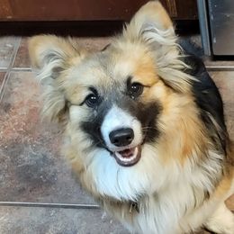 Nella - Pembroke Welsh Corgi