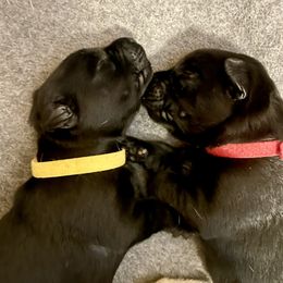 Labrador Retriever Puppies from Joy Luck Labs, LLC