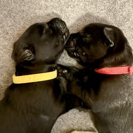 Labrador Retriever Puppies from Joy Luck Labs, LLC