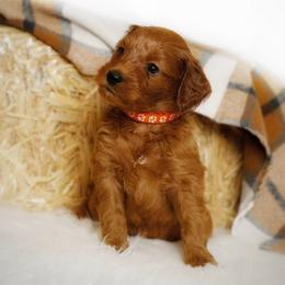 Jack - Red  male Goldendoodle puppy in Mendon, Massachusetts from Comfort & Cuddle Co