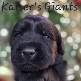 Boy 3 - Black male Giant Schnauzer puppy in Billings (Bil), Montana from Kaiser's Giants