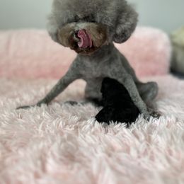 Chabie - Blue male Poodle puppy in Hilo, Hawaii from Premium Teacup Puppy of Hawaii