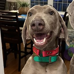 Weimaraners from Shade of Grey Weimaraners