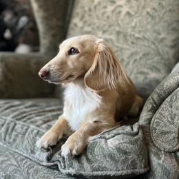 Peaches - Dachshund