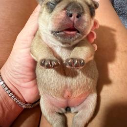 Chili - Fawn and white female French Bulldog puppy in Queen Creek, Arizona from Painted Desert Frenchies