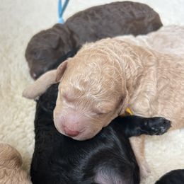 Goldendoodles from Siesta Key Doodles