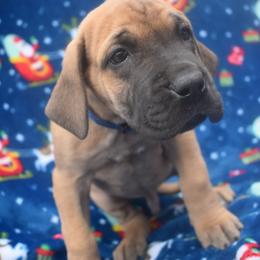 Great Dane Puppies from Big Tex K9 Konnection