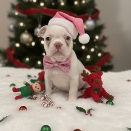 Cream girl 1 - Black and white female Boston Terrier puppy in Madera Acres, California from Muggin Bostons Terriers and Mini Dachshund