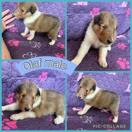 Olaf - Sable male Collie puppy in Elko, Nevada from Willow Creek Acres Dachshunds