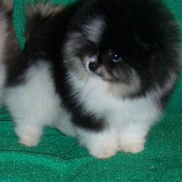 Callie - Pomeranian