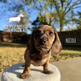 Nicole - Brindle female Dachshund puppy in Royse City, Texas from Truehearted Miniature Dachshunds