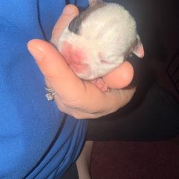Boy 1 - Brindle and white male Boston Terrier puppy in Spring City, Tennessee from Lake Forest Bostons