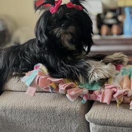 Layla - Shih Tzu