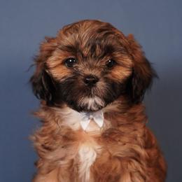 Sneezy (Black Collar) - Black male Shihpoo puppy in Las Vegas, Nevada from Plush Toy Poodle Puppies & Pals