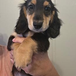 Zach - Black and tan male Dachshund puppy in El Paso, Texas from Mells Weenies
