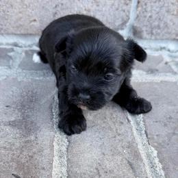 Girl 1 - Black and gold female Yorkshire Terrier puppy in Richland County, South Carolina from Nesha's Pawrific Tails