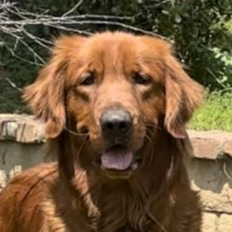 Oakley - Golden Retriever