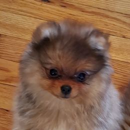 Pomeranian Puppies from Kegler Pomeranians