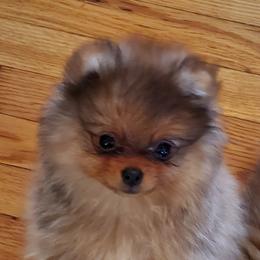 Pomeranian Puppies from Kegler Pomeranians