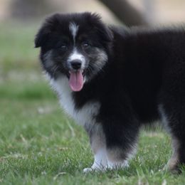 Oakley - Black Miniature Australian Shepherd puppy in Redfield, Kansas from CY Ranch Aussies