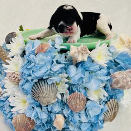 Marina - Parti female Poodle puppy in Harpers Ferry, West Virginia from Oso Perfect Poodles and Doodles