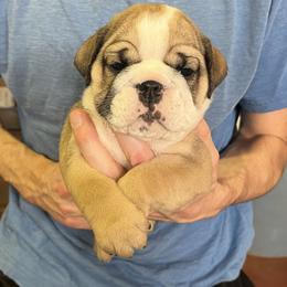 Mavis - Fawn female Bulldog puppy in Clarinda, Iowa from Stimson Bulldogs