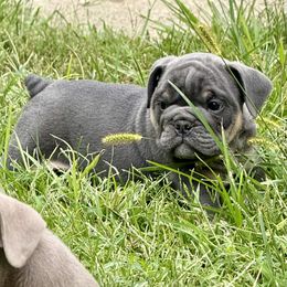 Spangle - Blue tri-color male Bulldog puppy in Zionsville, Indiana from Midwest Bulldogs