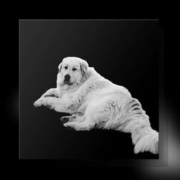 Sadie - Great Pyrenees