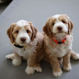 Australian Labradoodle Puppies from South Mitten Labradoodles