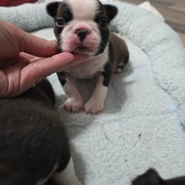 Baylee - Black brindle and white female Boston Terrier puppy in Billings, Missouri from Azaleas Euro Boxers & Boston Terriers
