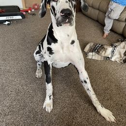 Dolly - Great Dane