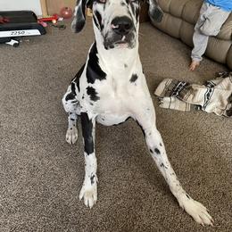 Dolly - Great Dane