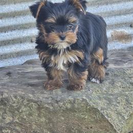 Poof - Black and tan female Yorkshire Terrier puppy in Bunch, Oklahoma from Denny Farms Yorkies