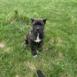 Gracie - Black brindle female Cane Corso puppy in Jones, Michigan from Woodlands Cane Corso