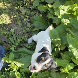 Companion Cross, Russell Terrier, and Yorkshire Terrier Puppies from Working W Kennels