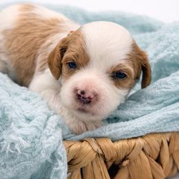 Basil - Red female Cavapoo puppy in Beech Island, South Carolina from New Moon Farm Canines