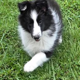 Tux - Black and white male Shetland Sheepdog puppy in Lake Cumberland Area, Kentucky from Whitehaven Farm Shelties
