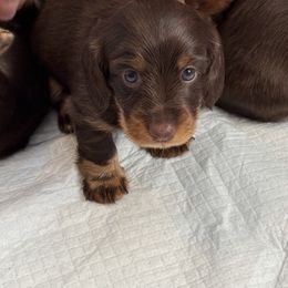 Lucca - Chocolate and cream male Dachshund puppy in Virginia Gardens, Florida from Andrea's Dachshunds