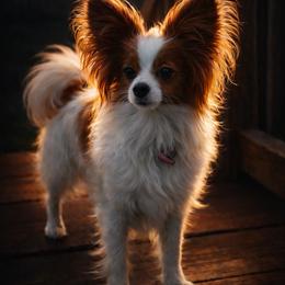 Winnie - Papillon