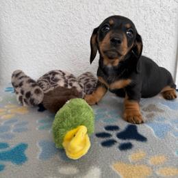 Budgie - Black and tan female Dachshund puppy in Palm Bay, Florida from Anastasia’s Royal Weenies